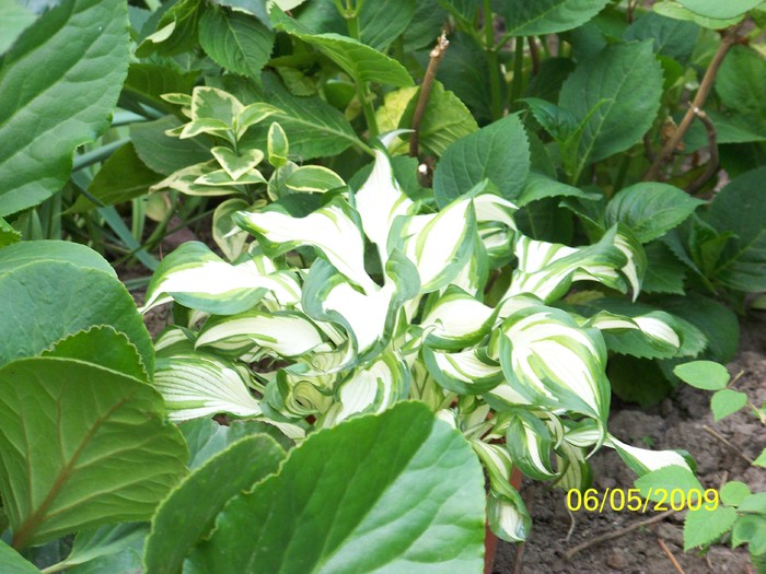 100_1538 - Primavara in curte  Timisoara