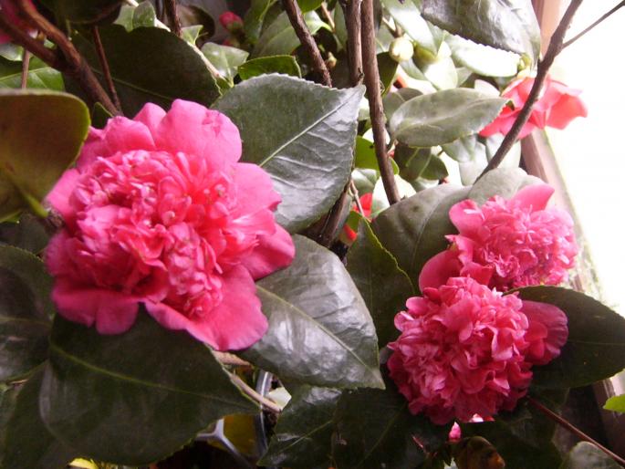 camelia japonica