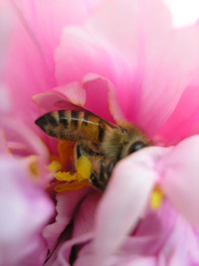 P4270153 - Albine si pentru albine