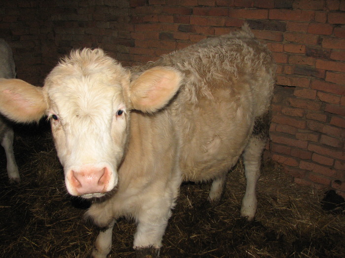Fetita, m.CHxBR, n. 05.05.2009 - Vaci de carne - tineret femel