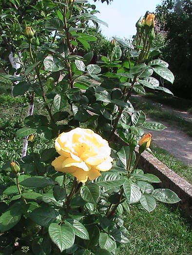 Rose Flower Carpet Gold - Trandafiri