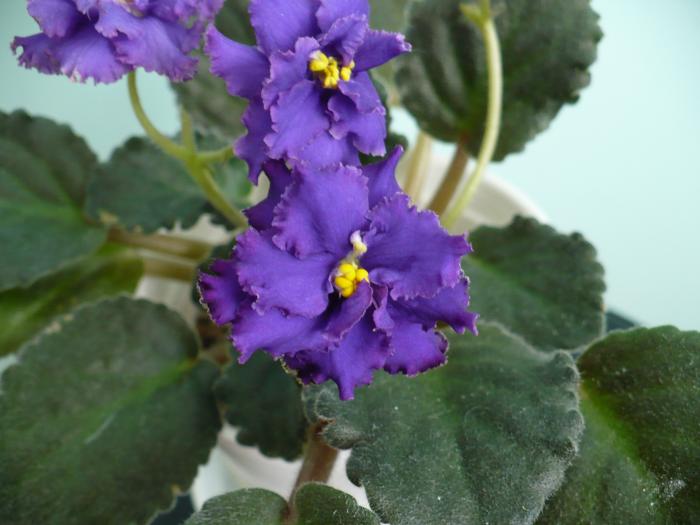 Ozio- sport - Saintpaulia - violete de camera