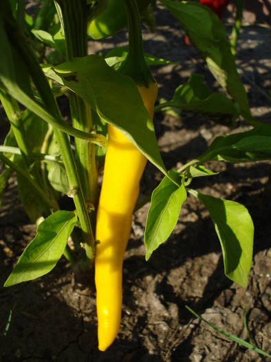 Golden Cayenne Pepper (2009, Aug.11)