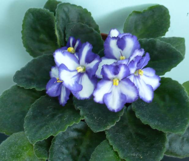 P1130776 - Saintpaulia - violete de camera