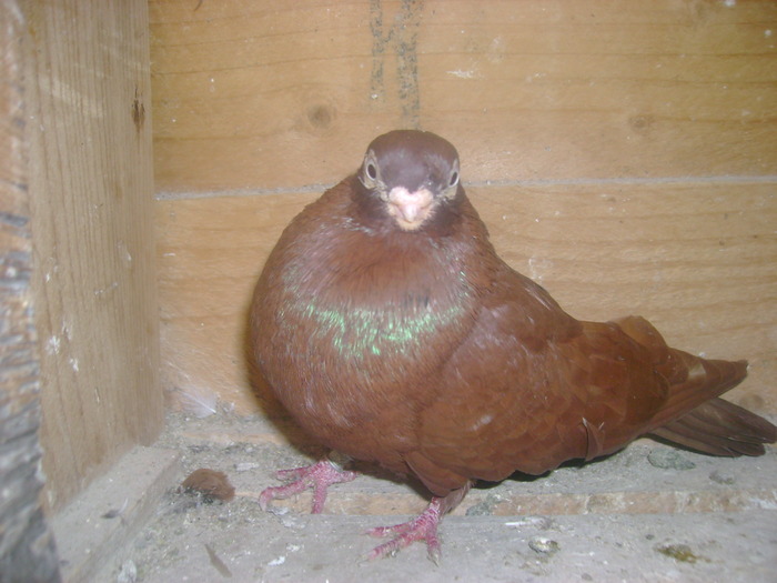 pozedecembrie 2009 118