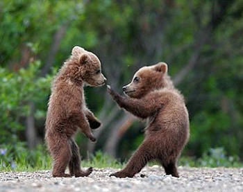 poze-haioase-cu-ursi-ursuleti - poze cu ursuleti