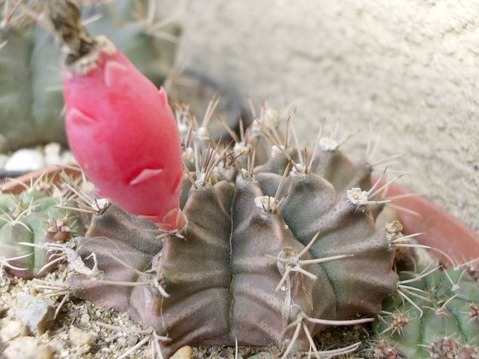 Gymnocalycium mihanovichii - Fructe de cactusi si suculente