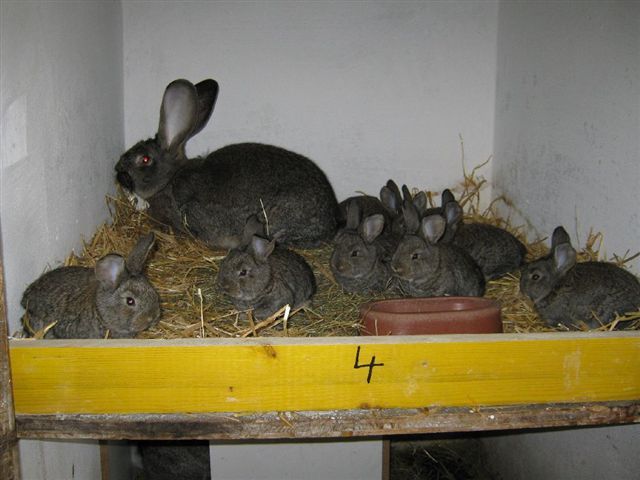 IEPUROAICA CU PUI - POZE IN IANUARIE FACUTA 2010 DIN AUSTRIA