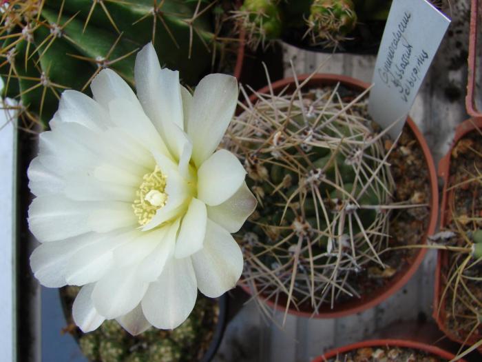 Gymnocalycium gibbosum - Cactusi la Mangalia