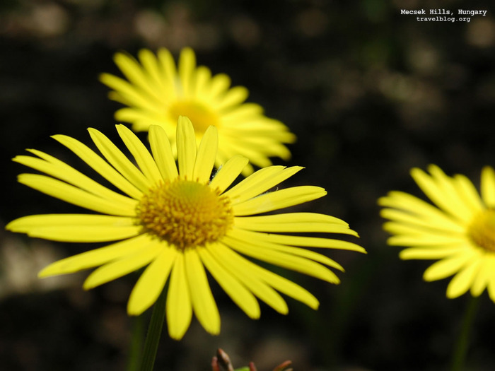 tb_mecsek_yellow_flower - Flower