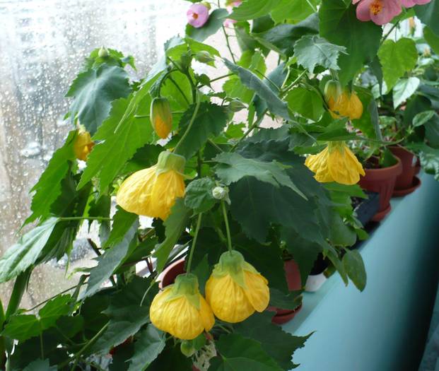 P1090566 - ABUTILONI