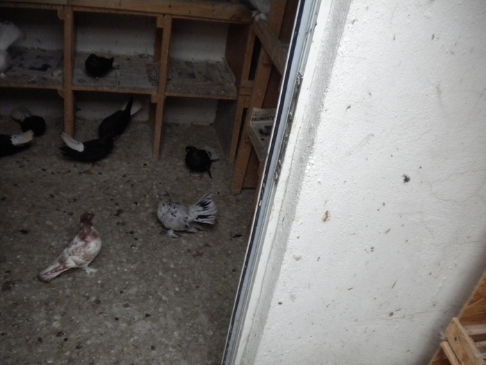 Picture 213 - Raicu 2