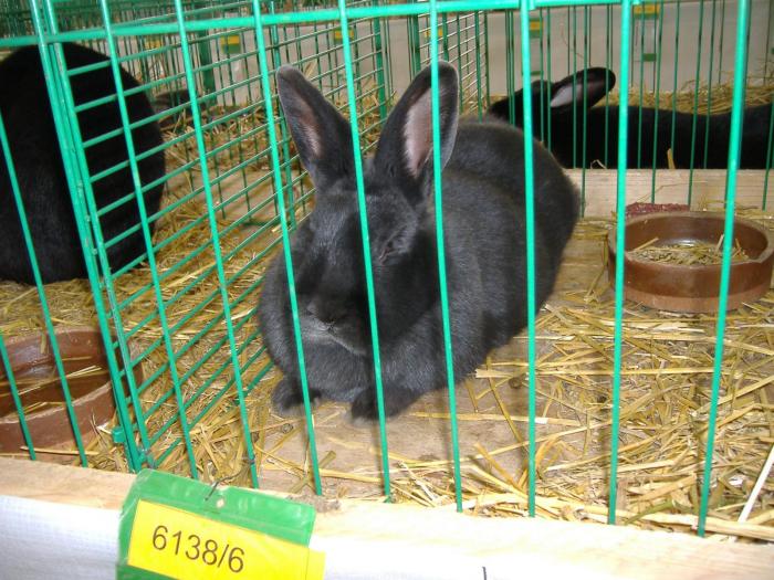 Nitra 06.12.2008 119