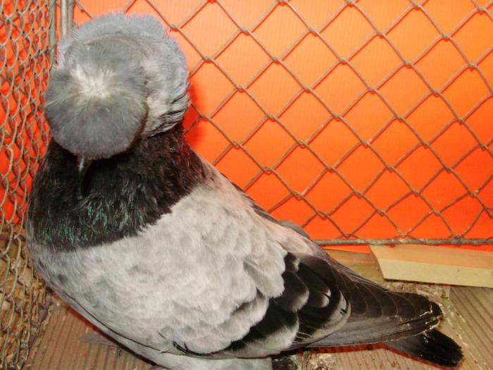 18462 tob germ 2mot 1 - 1505 partea 5