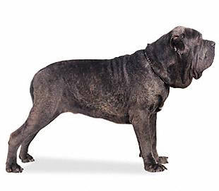 neapolitan_mastiff - Guardians