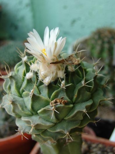 Obregonia denegrii - Cactusi la Mangalia