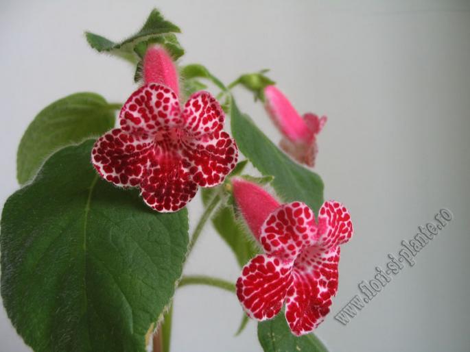 Kohleria Monte Friendship 5
