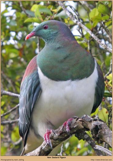 New_Zealand_Pigeon_24847