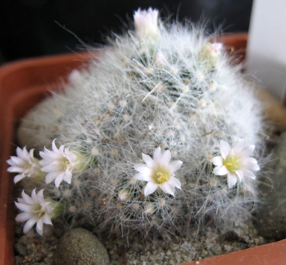 M.glasii2 - Mammillaria