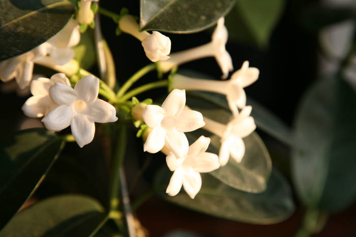 Stephanotis - 2008