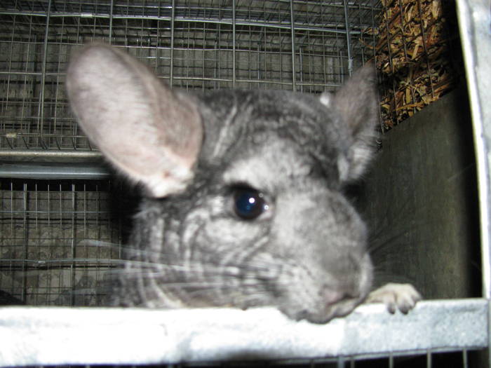 IMG_0440 - Chinchilla