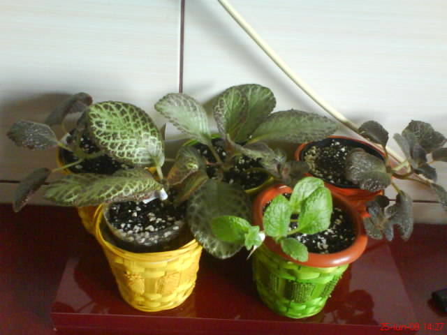 Episcia - grup; Episcia - grup
