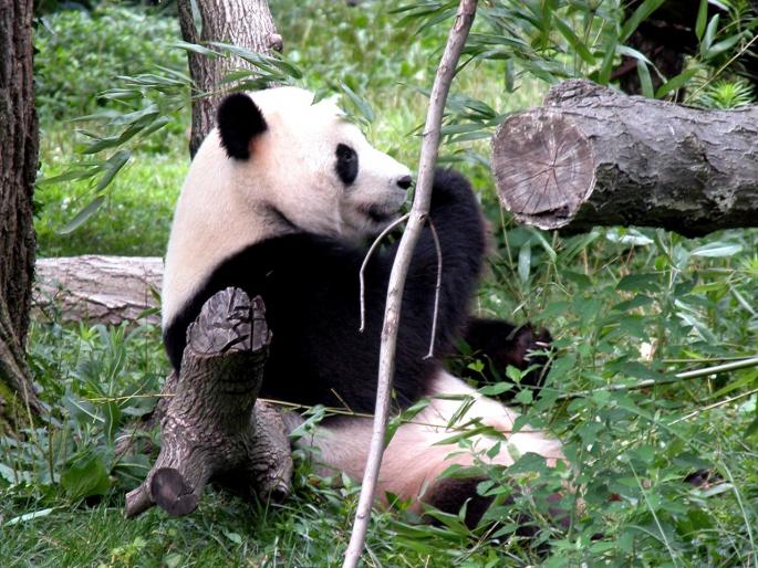 00209_panda_1280x960 - animale