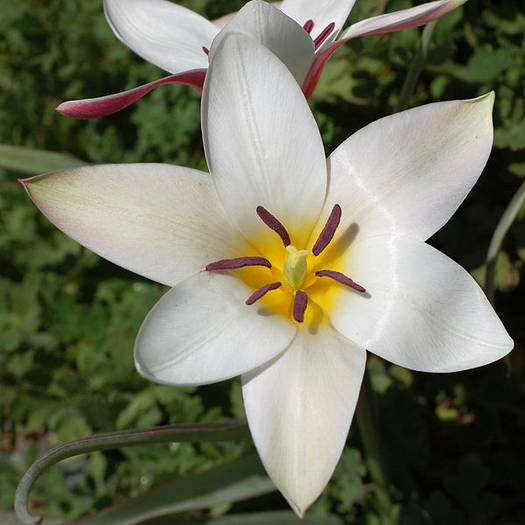 600px-Tulip_Tulipa_clusiana_%27Lady_Jane%27_Rock_Ledge_Flower_Edit_2000px[1] - poze multe