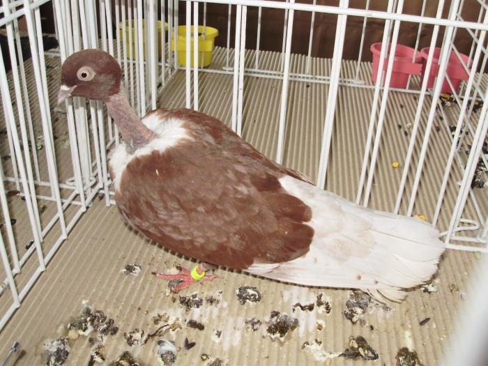 golas 2 - 1506 2 porumbei rz