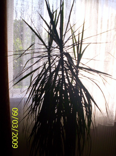 Dracaena; mireasa mea somnoroasa
