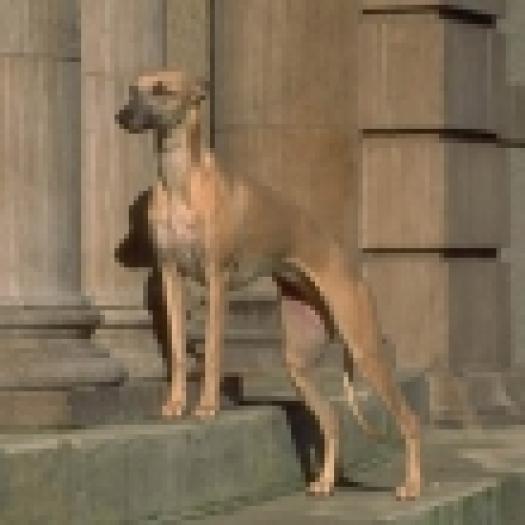 2005711112724whippet - Catei