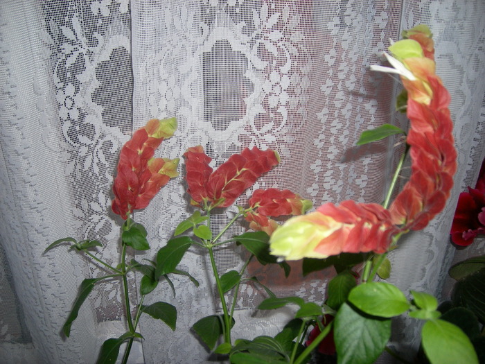 Flori