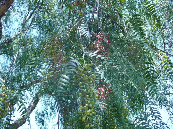 Pepper Tree -Arborele de piper - Flori