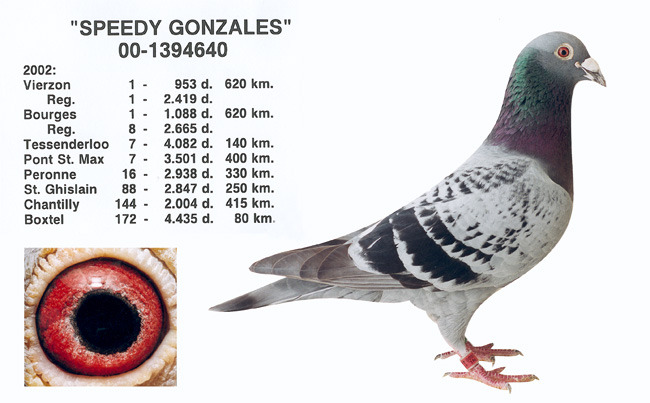 speedy-gonzales[1] - poze cu porumbei voiajori de mine placuti