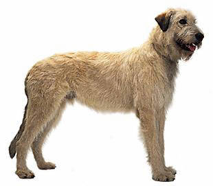 irish_wolfhound - Sight Hounds