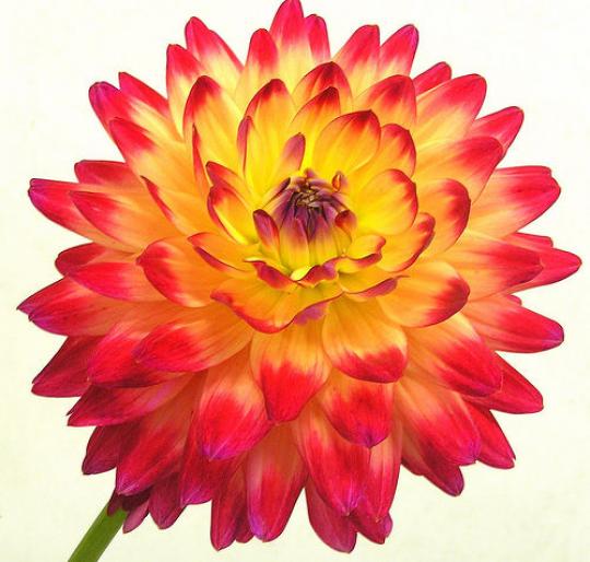 ai132386n444189 - animale si flori