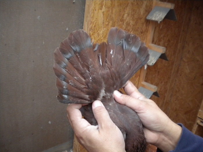 Picture 116 - Raicu 1