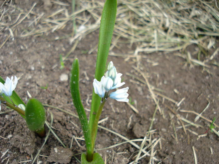 Striped Squill (2009, March 31) - PUSCHKINIA Scilloides