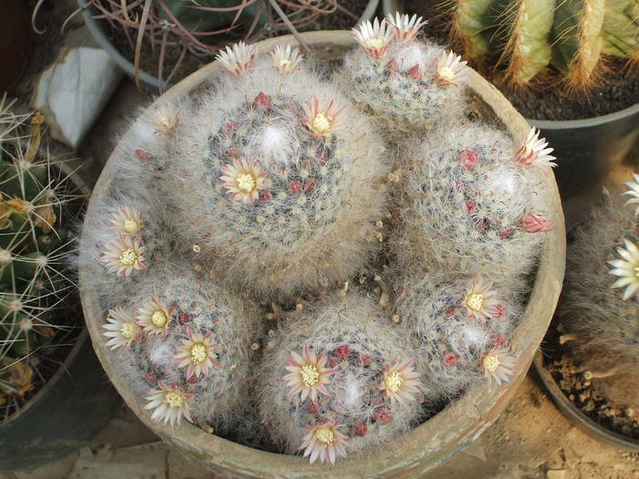 Mammilaria bocasana