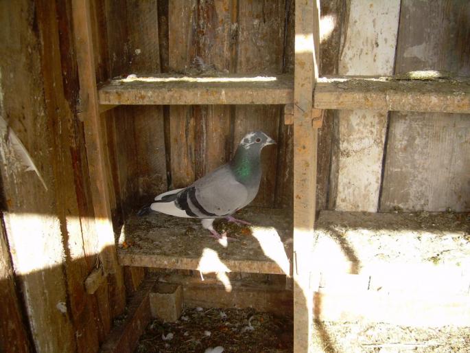 LA VRABIE 2 DECEMBRIE 00