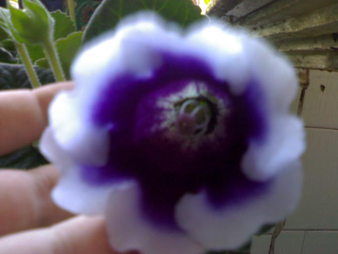 Gloxinia Kaiser Wilhelm