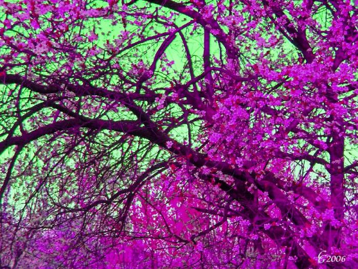 20060415223441_1982 - Flowers