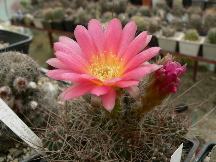 lobivia_pentlandii_f.aurantiaca_JK 477