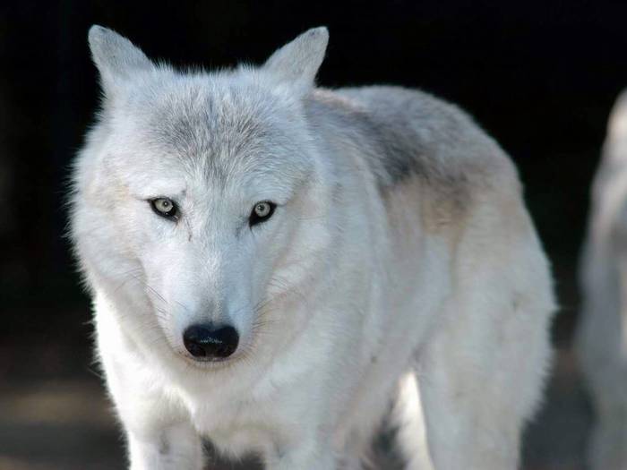 white_wolf-1 - Animals PLANET 1