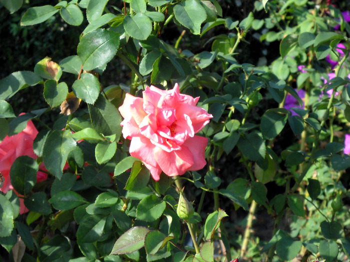 Picture 281; 1.84mb jpeg 1/7/2009 7:16am
