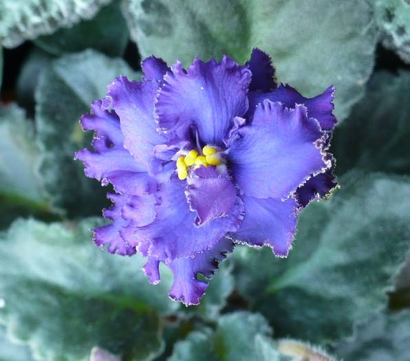 P1100743 - Saintpaulia - violete de camera