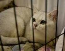 British shorthair; 500 ron
