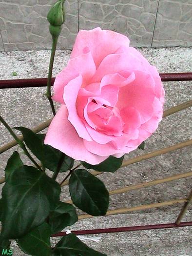tr.roz bon-bon - Trandafiri