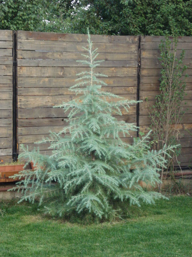 Cedrus deodara (2009, Sep.16) - Cedrus deodara 2007