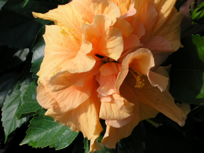 Picture 057; hibiscus
